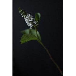 Greeting Card by Christina Wilson